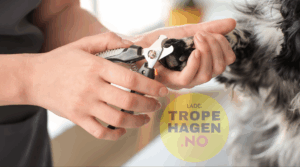 kloklipp hund
