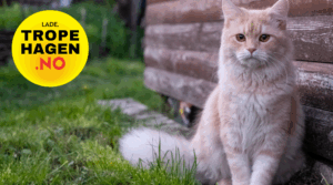 Katt i Trondheim? Kattemat og utstyr hos Tropehagen Lade