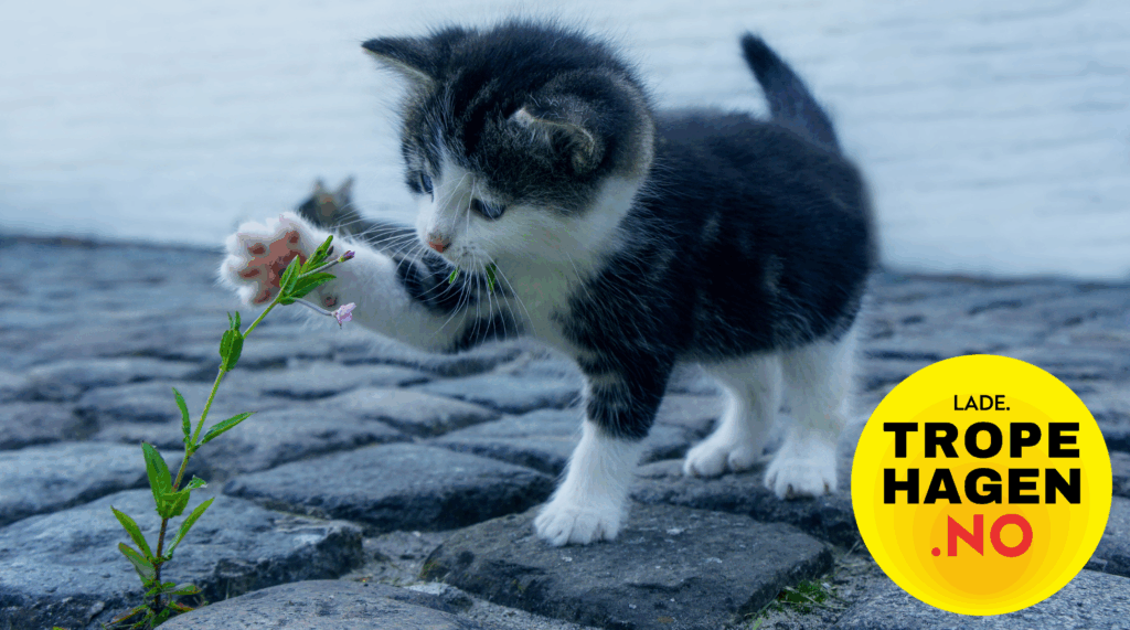 Kattemat til kattunge – ernæring i vekstfasen
