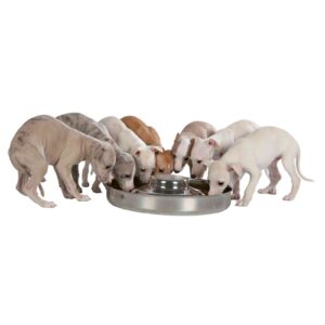 Valpebar junior hund- valpeskål