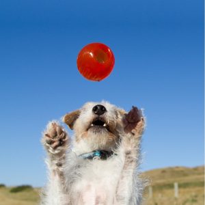 BIONIC Ball - Hundeleken som varer