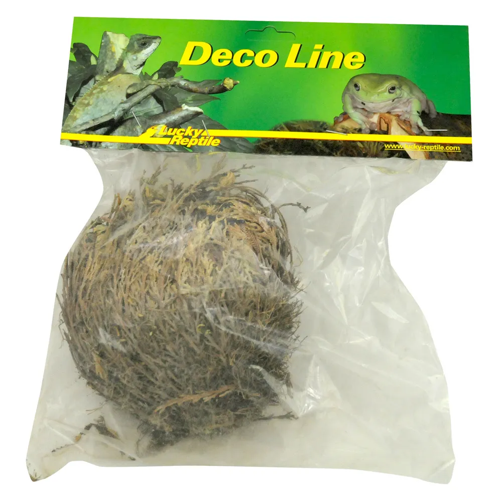 Lucky Reptile Rose of Jericho Live Plant