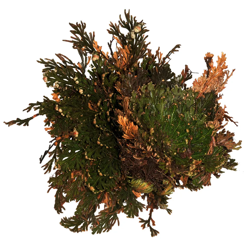 Lucky Reptile Rose of Jericho Live Plant