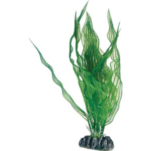 Plastplante Aponogeton