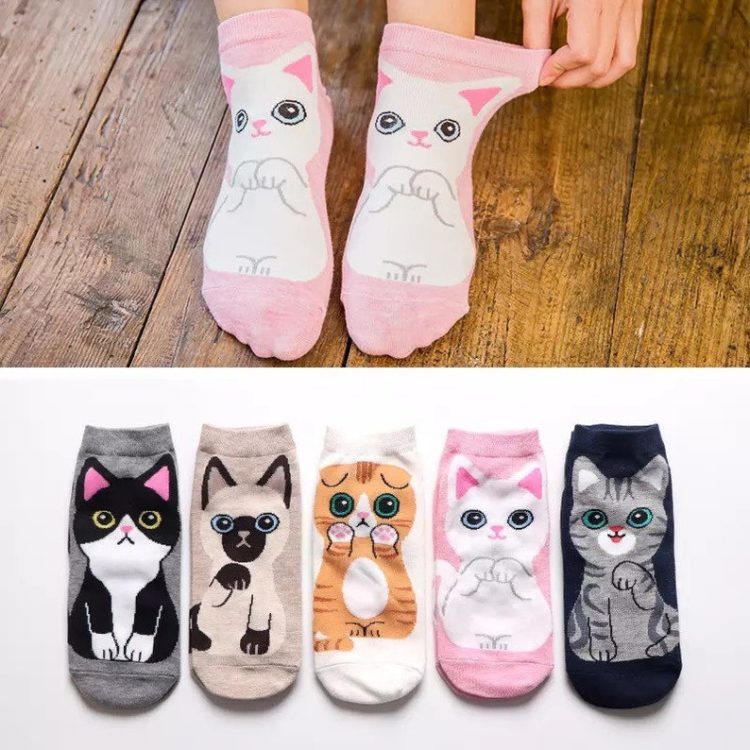 Katt i front sokker