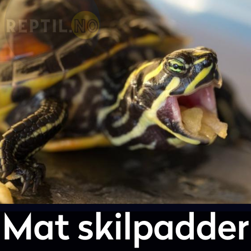 Mat skilpadder