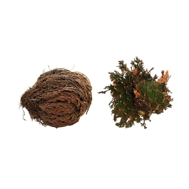 Lucky Reptile Rose of Jericho Live Plant