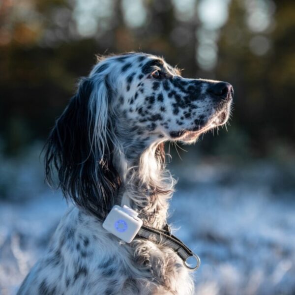 Lildog aktivitet og GPStracker hund