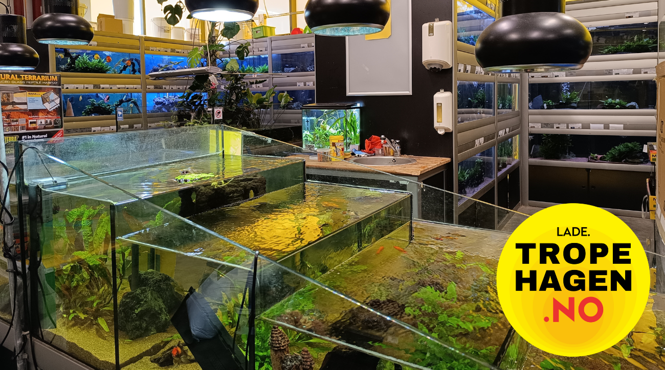 Akvariebutikken i Trondheim
