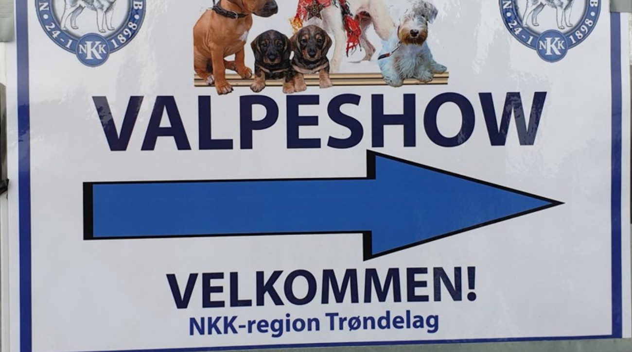 Norsk kennel klubb valper