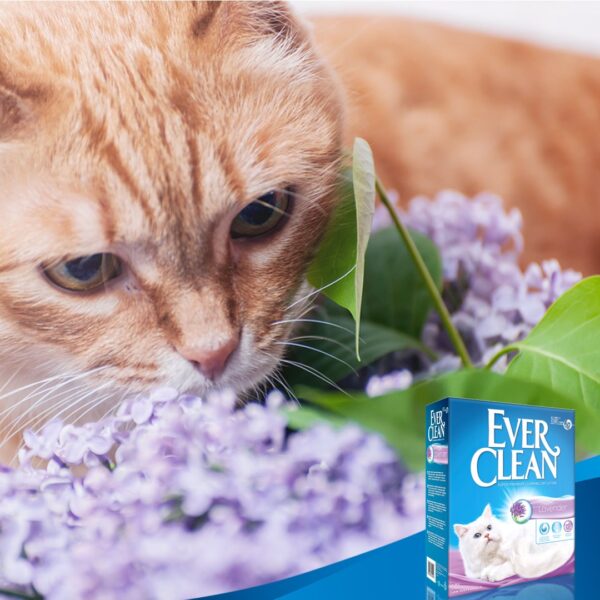 Ever Clean Lavender Kattesand 10 L