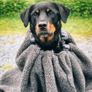 Canelana cave varmepose hund