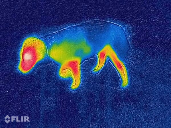 Canelana Selva 100% Ull Dekken Hund